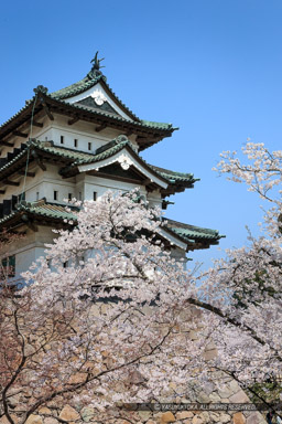 弘前城の桜・天守｜高解像度画像サイズ：3403 x 5104 pixels｜写真番号：1DX_8723｜撮影：Canon EOS-1D X