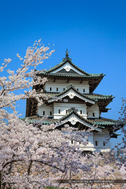 弘前城の桜・天守｜高解像度画像サイズ：3301 x 4952 pixels｜写真番号：1DX_8743｜撮影：Canon EOS-1D X