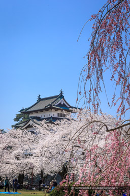 弘前城の桜・天守｜高解像度画像サイズ：3254 x 4880 pixels｜写真番号：1DX_8746｜撮影：Canon EOS-1D X