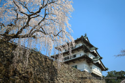 弘前城の桜・天守｜高解像度画像サイズ：5184 x 3456 pixels｜写真番号：1DX_8819｜撮影：Canon EOS-1D X