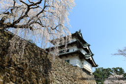 弘前城の桜・天守｜高解像度画像サイズ：4558 x 3038 pixels｜写真番号：1DX_8826｜撮影：Canon EOS-1D X