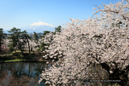 弘前城の桜・天守｜高解像度画像サイズ：5184 x 3456 pixels｜写真番号：1DX_8859｜撮影：Canon EOS-1D X