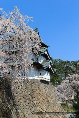 弘前城の桜・天守｜高解像度画像サイズ：3456 x 5184 pixels｜写真番号：1DX_8948｜撮影：Canon EOS-1D X