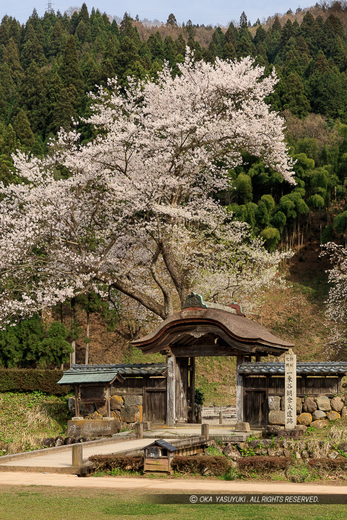 唐門・薄墨桜・朝倉義景館跡