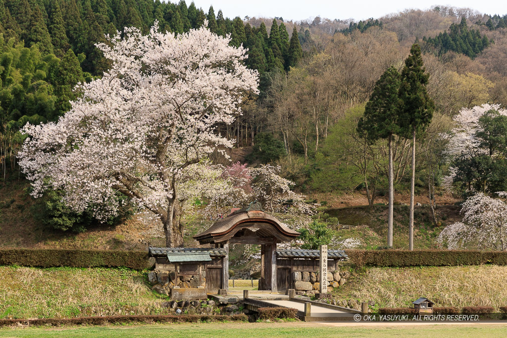 唐門・薄墨桜・朝倉義景館跡