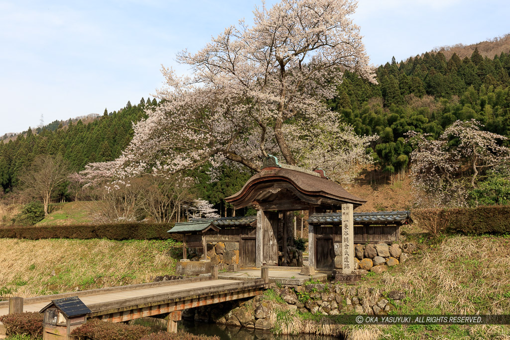 唐門・薄墨桜・朝倉義景館跡