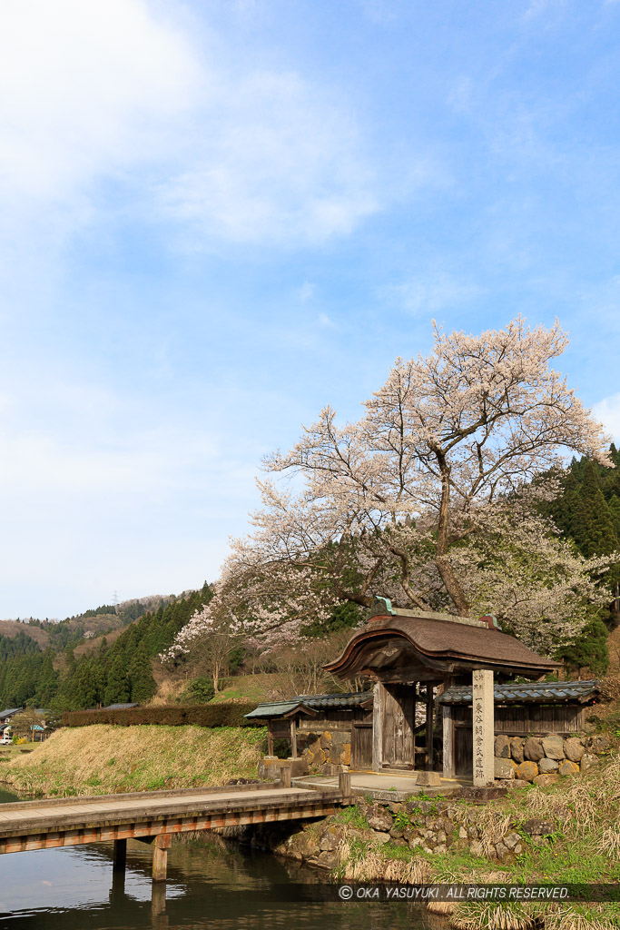 唐門・薄墨桜・朝倉義景館跡