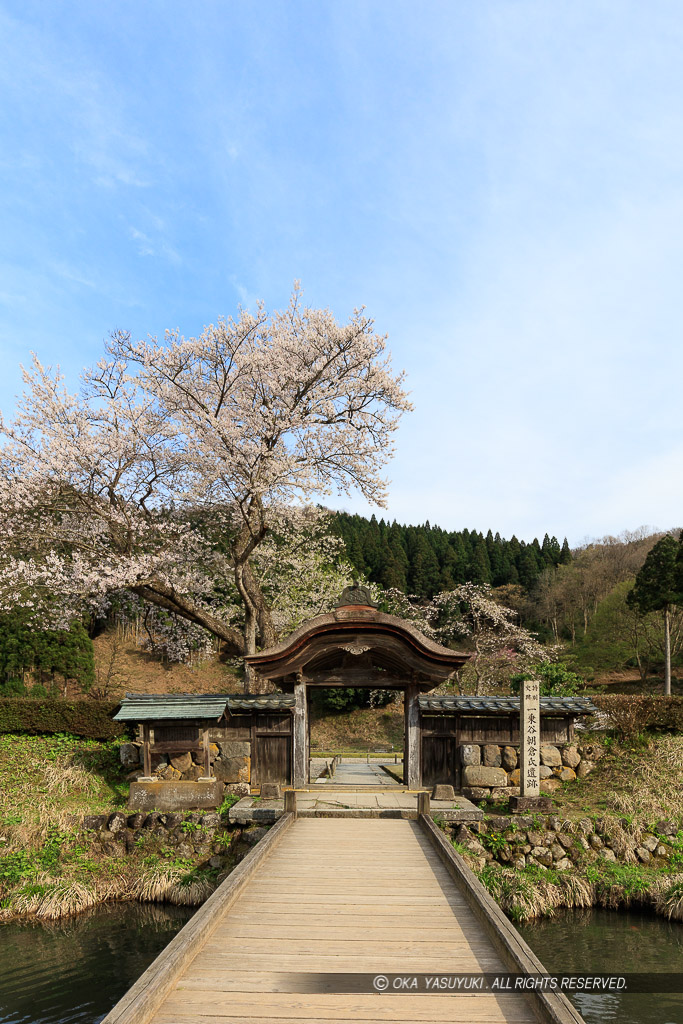 唐門・薄墨桜・朝倉義景館跡