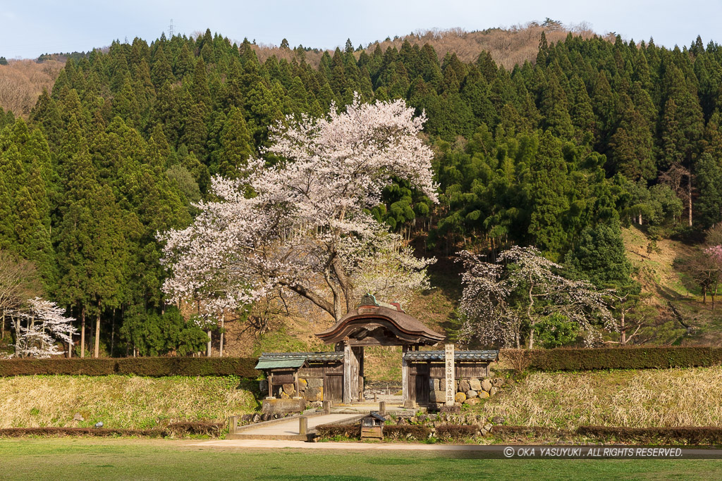 唐門・薄墨桜・朝倉義景館跡