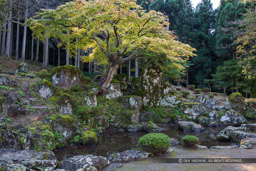 諏訪館跡庭園｜高解像度画像サイズ：7689 x 5126 pixels｜写真番号：5DSA2091｜撮影：Canon EOS 5DS