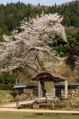 唐門・薄墨桜・朝倉義景館跡｜高解像度画像サイズ：5722 x 8583 pixels｜写真番号：5DSA5524｜撮影：Canon EOS 5DS