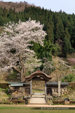 唐門・薄墨桜・朝倉義景館跡｜高解像度画像サイズ：5596 x 8394 pixels｜写真番号：5DSA5545｜撮影：Canon EOS 5DS