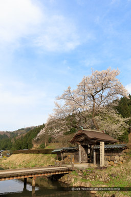 唐門・薄墨桜・朝倉義景館跡｜高解像度画像サイズ：5042 x 7563 pixels｜写真番号：5DSA5581｜撮影：Canon EOS 5DS