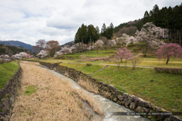 一乗谷川｜高解像度画像サイズ：6000 x 4000 pixels｜写真番号：IMG_0377｜撮影：Canon EOS KISS M