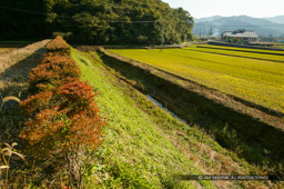 上城戸土塁と水堀跡｜高解像度画像サイズ：4064 x 2704 pixels｜写真番号：53BS8260｜撮影：Canon EOS-1DS