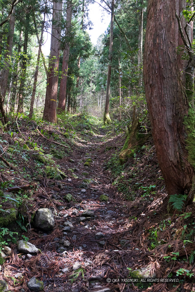 一乗城山登山道