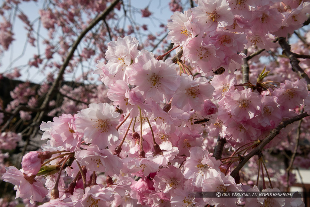 一乗谷の桜