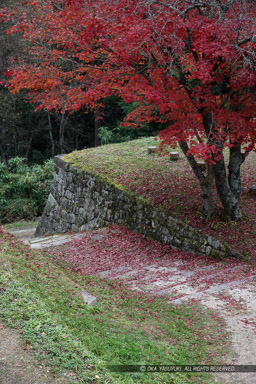 ｜高解像度画像サイズ：3744 x 5616 pixels｜写真番号：1P3J5368｜撮影：Canon EOS-1Ds Mark III