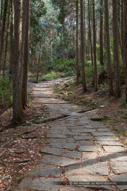 藤坂｜高解像度画像サイズ：4480 x 6720 pixels｜写真番号：5D4A6562｜撮影：Canon EOS 5D Mark IV