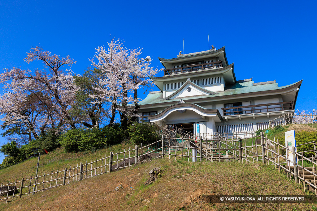 小牧山城と桜（2023年桜伐採）