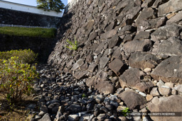 稲荷曲輪石垣 | 高解像度画像サイズ:8192 x 5464 pixels | 写真番号:6F1A4711 | 撮影:Canon EOS R5m2