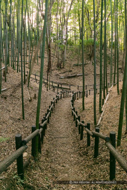 小机城の堀｜高解像度画像サイズ：4320 x 6480 pixels｜写真番号：5DSA7209｜撮影：Canon EOS 5DS