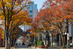 県庁前通り | 高解像度画像サイズ：6708 x 4472 pixels | 写真番号：5D4A0275 | 撮影：Canon EOS 5D Mark IV