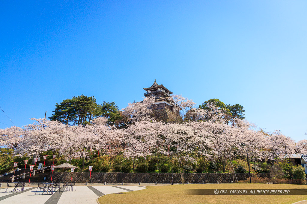 丸岡城の桜