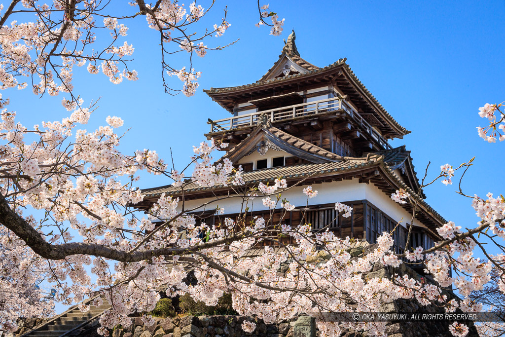 丸岡城の桜