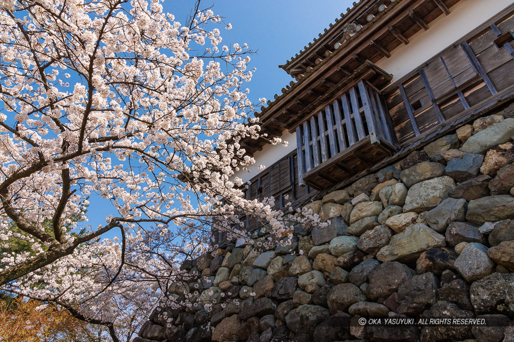 丸岡城の桜