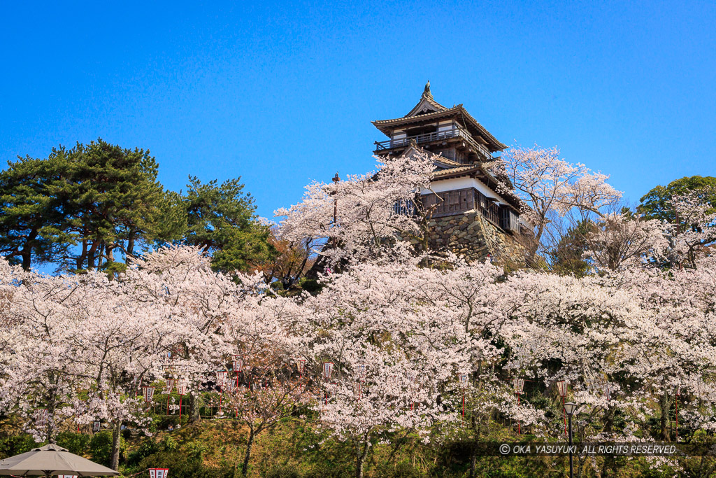 丸岡城の桜