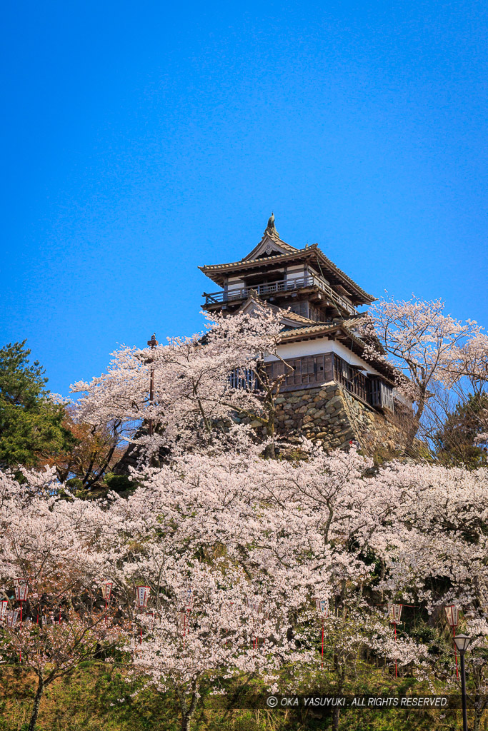 丸岡城の桜