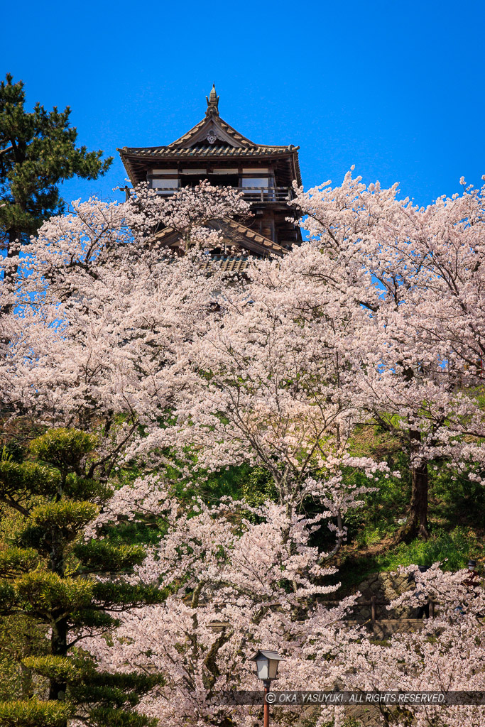 丸岡城の桜