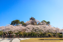 丸岡城の桜｜高解像度画像サイズ：8192 x 5464 pixels｜写真番号：344A1009｜撮影：Canon EOS R5