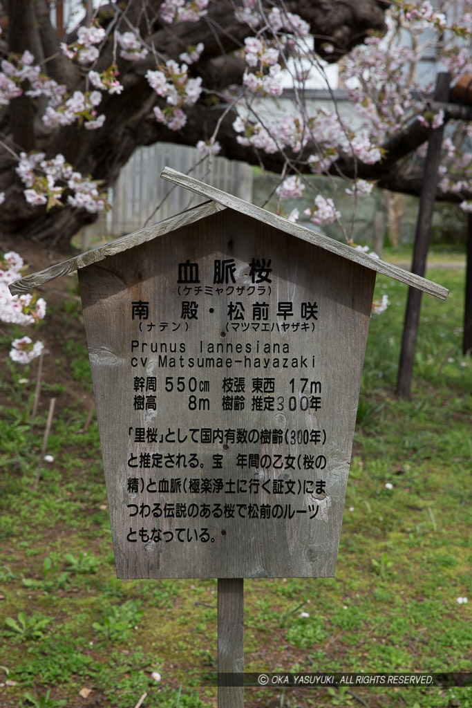 血脈桜・光善寺