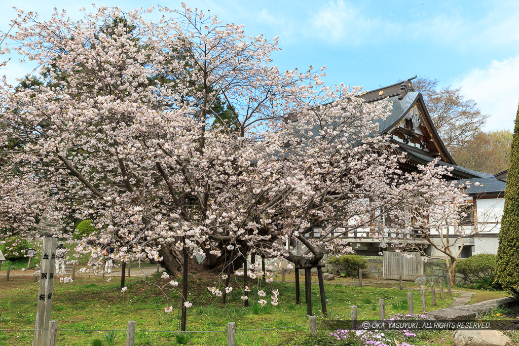 血脈桜・光善寺