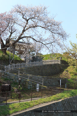 松前城天神坂・夫婦桜・南殿・八重｜高解像度画像サイズ：3456 x 5184 pixels｜写真番号：1DX_0076｜撮影：Canon EOS-1D X