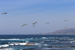 松前半島・津軽海峡｜高解像度画像サイズ：4723 x 3149 pixels｜写真番号：1DX_9625｜撮影：Canon EOS-1D X