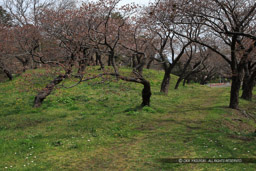 松前城大土手・土塁｜高解像度画像サイズ：5184 x 3456 pixels｜写真番号：1DX_9779｜撮影：Canon EOS-1D X