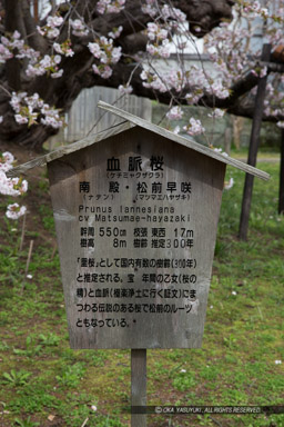 血脈桜・光善寺｜高解像度画像サイズ：3357 x 5036 pixels｜写真番号：1DX_9790｜撮影：Canon EOS-1D X