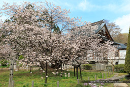 血脈桜・光善寺｜高解像度画像サイズ：5184 x 3456 pixels｜写真番号：1DX_9794｜撮影：Canon EOS-1D X