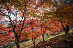 紅葉｜高解像度画像サイズ：6720 x 4480 pixels｜写真番号：5D4A4740｜撮影：Canon EOS 5D Mark IV