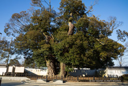 水戸城跡の大シイ｜高解像度画像サイズ：6720 x 4480 pixels｜写真番号：5D4A5578｜撮影：Canon EOS 5D Mark IV