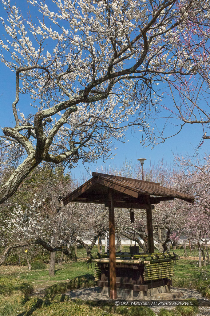 弘道館梅林・井戸