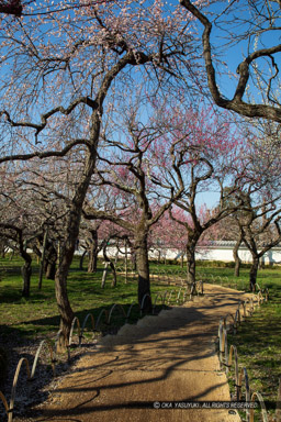 弘道館梅林・文館跡｜高解像度画像サイズ：4480 x 6720 pixels｜写真番号：5D4A5464｜撮影：Canon EOS 5D Mark IV