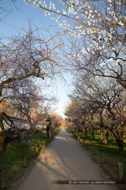 弘道館梅林・文館跡｜高解像度画像サイズ：4480 x 6720 pixels｜写真番号：5D4A5704｜撮影：Canon EOS 5D Mark IV