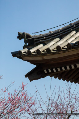 鬼龍子・孔子廟｜高解像度画像サイズ：4480 x 6720 pixels｜写真番号：5D4A6006｜撮影：Canon EOS 5D Mark IV