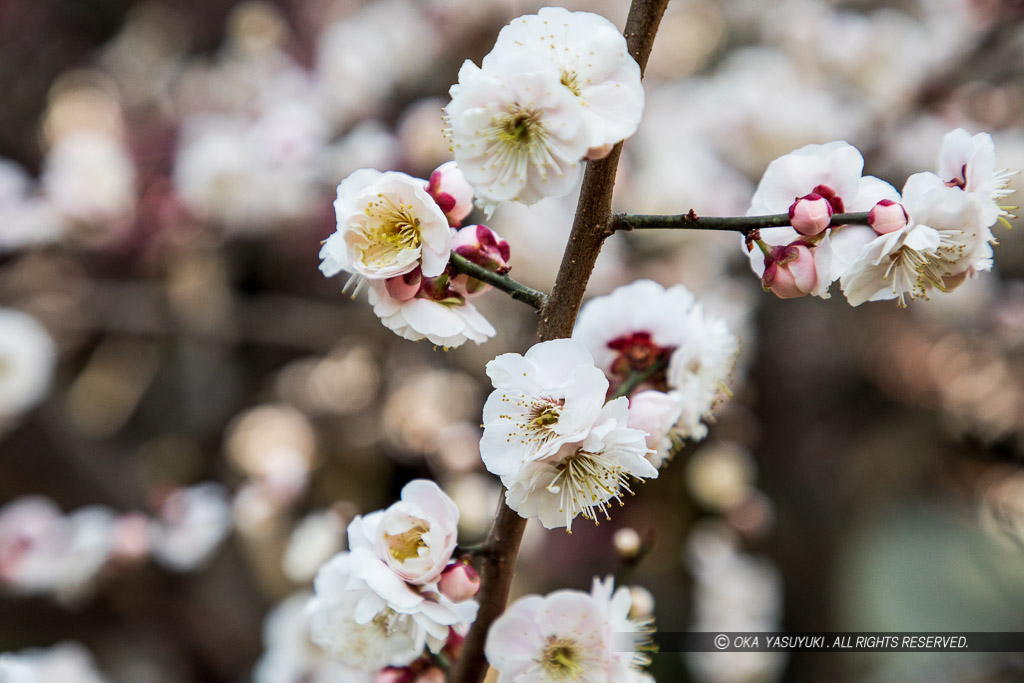 梅の花