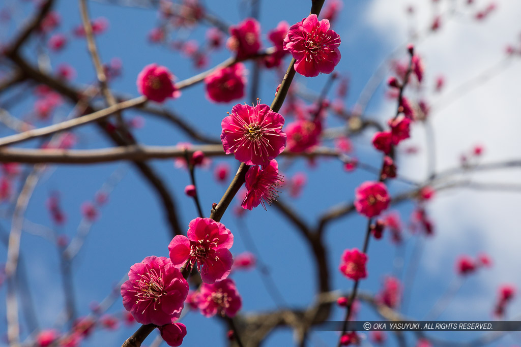 梅の花