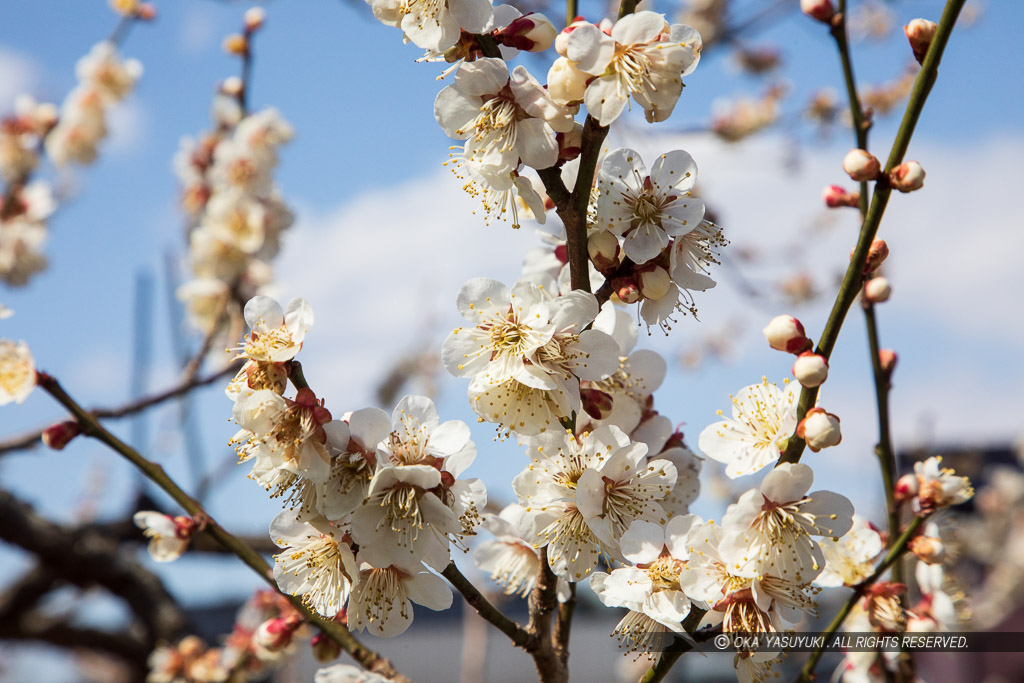 梅の花